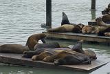 Various Sea Lions Resting on Platform Above Sea Water at Pier 39, Fishermans Wharf