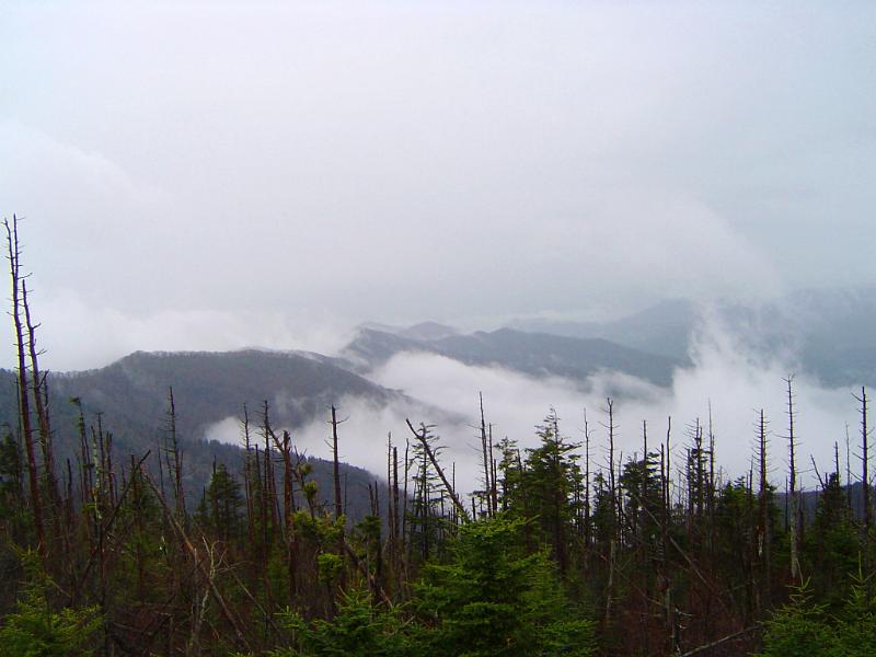 Mount Washington on a misty day Mount Washington, USA, on a misty day with a foreground view of dead trees and cloud in the valleys