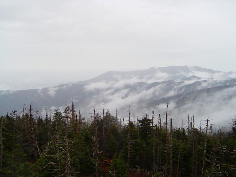 Scenic view of Mount Washington Scenic view of the mountain peaks and evergreen forests of Mount Washington on a misty day