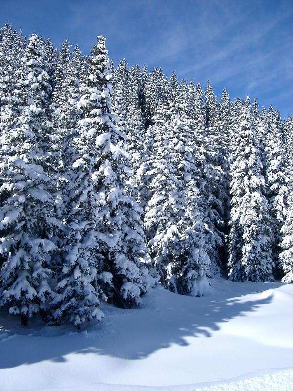 Ice Snow Covering Plenty Pine Trees During Winter on Light Blue Sky Background.