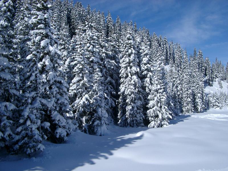 Scenic winter landscape with a snow covered forest of pine trees with pristine white snow on the ground under a sunny blue sky
