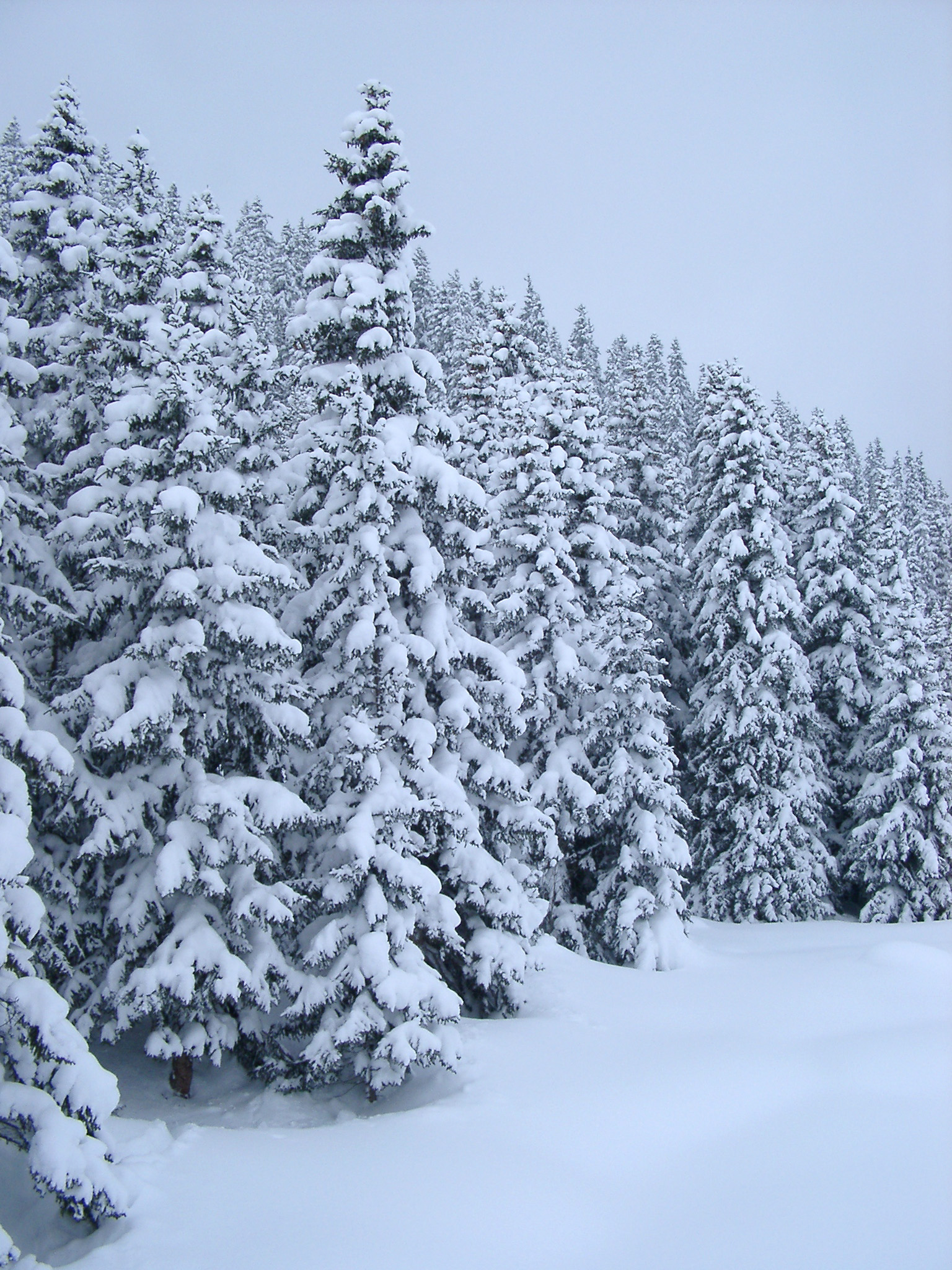 an image of Tall Pine Trees Covered with Snow on Winter Holiday Season. Captured on Cool Blue Gray Sky Background.