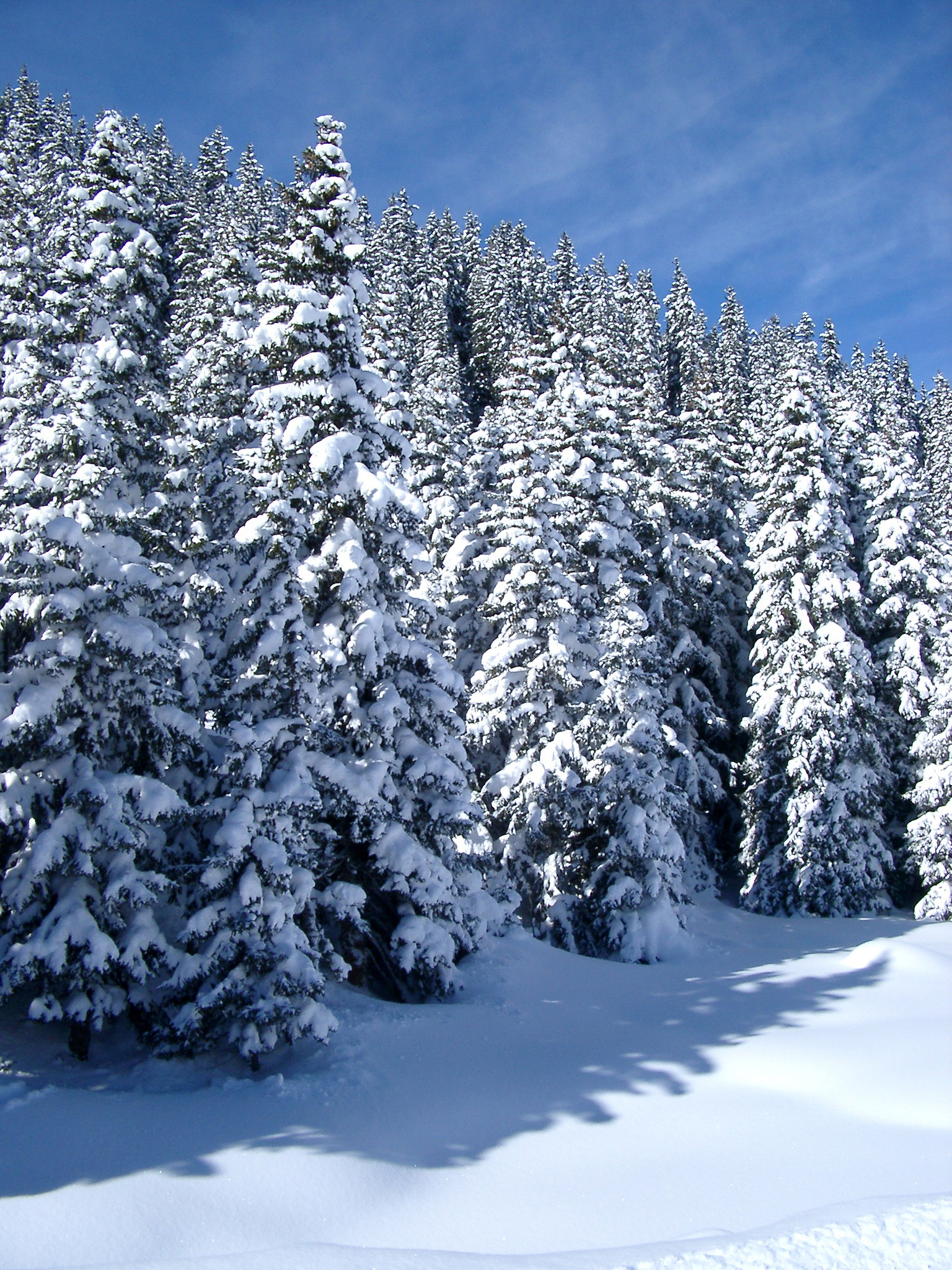 an image of Ice Snow Covering Plenty Pine Trees During Winter on Light Blue Sky Background.