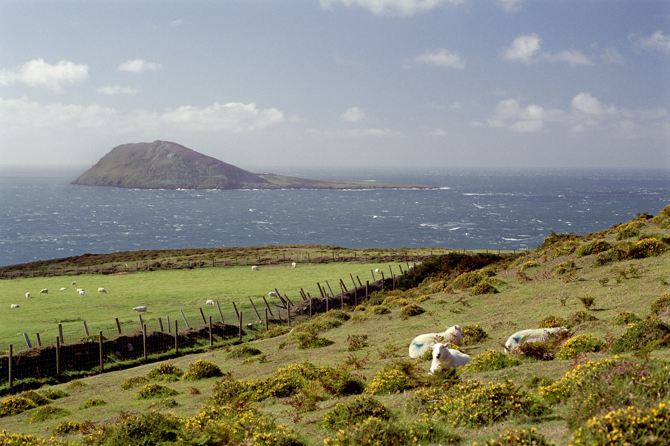 an image of Sheep Resting on Green Landscape with Bardsey Island View Afar, the Legendary Island of 20,000 Saints, lies off the Llyn Peninsula in the Welsh County of Gwynedd.