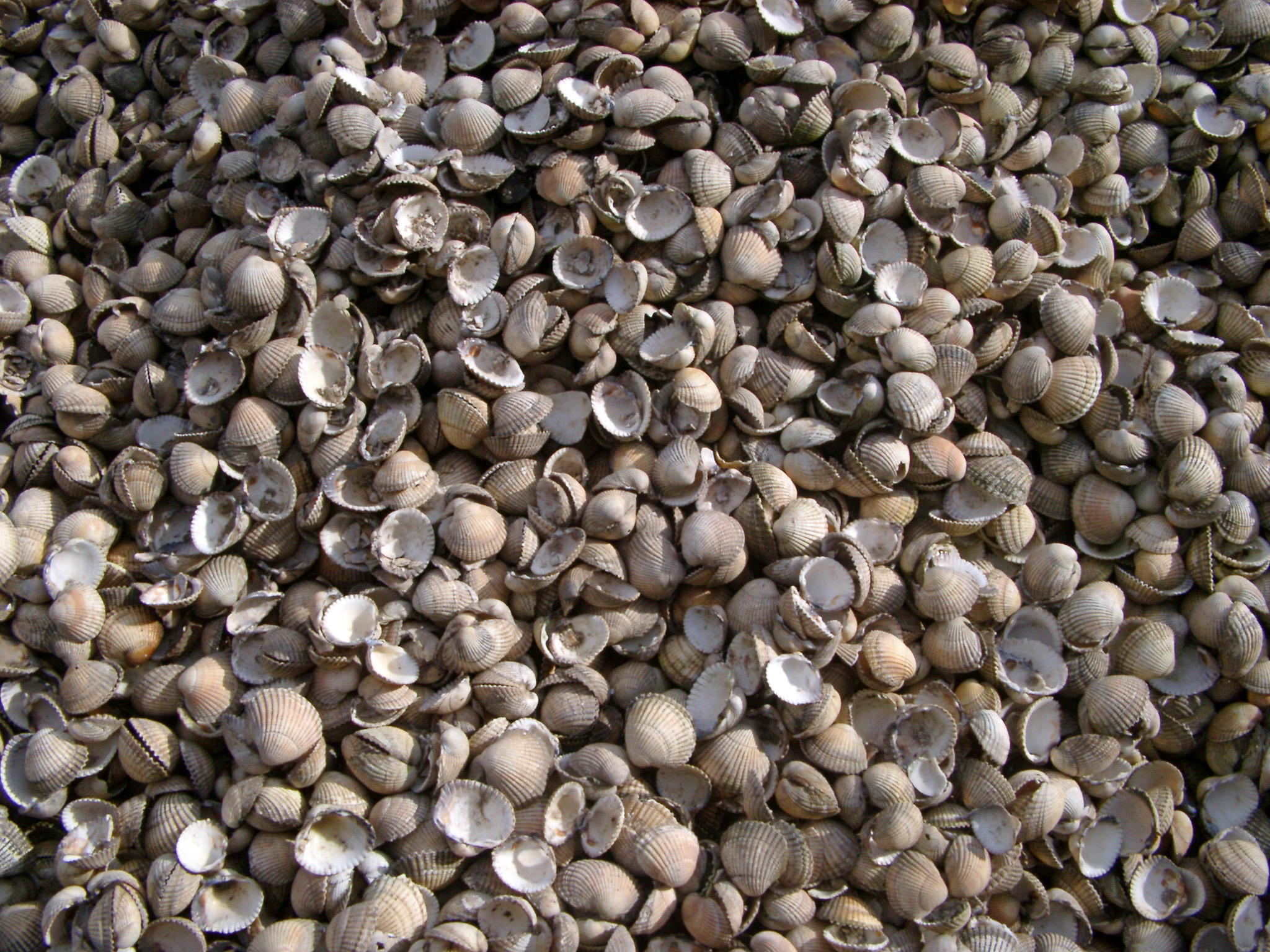 an image of Background texture of hundreds of empty bi-valve seashells , full frame