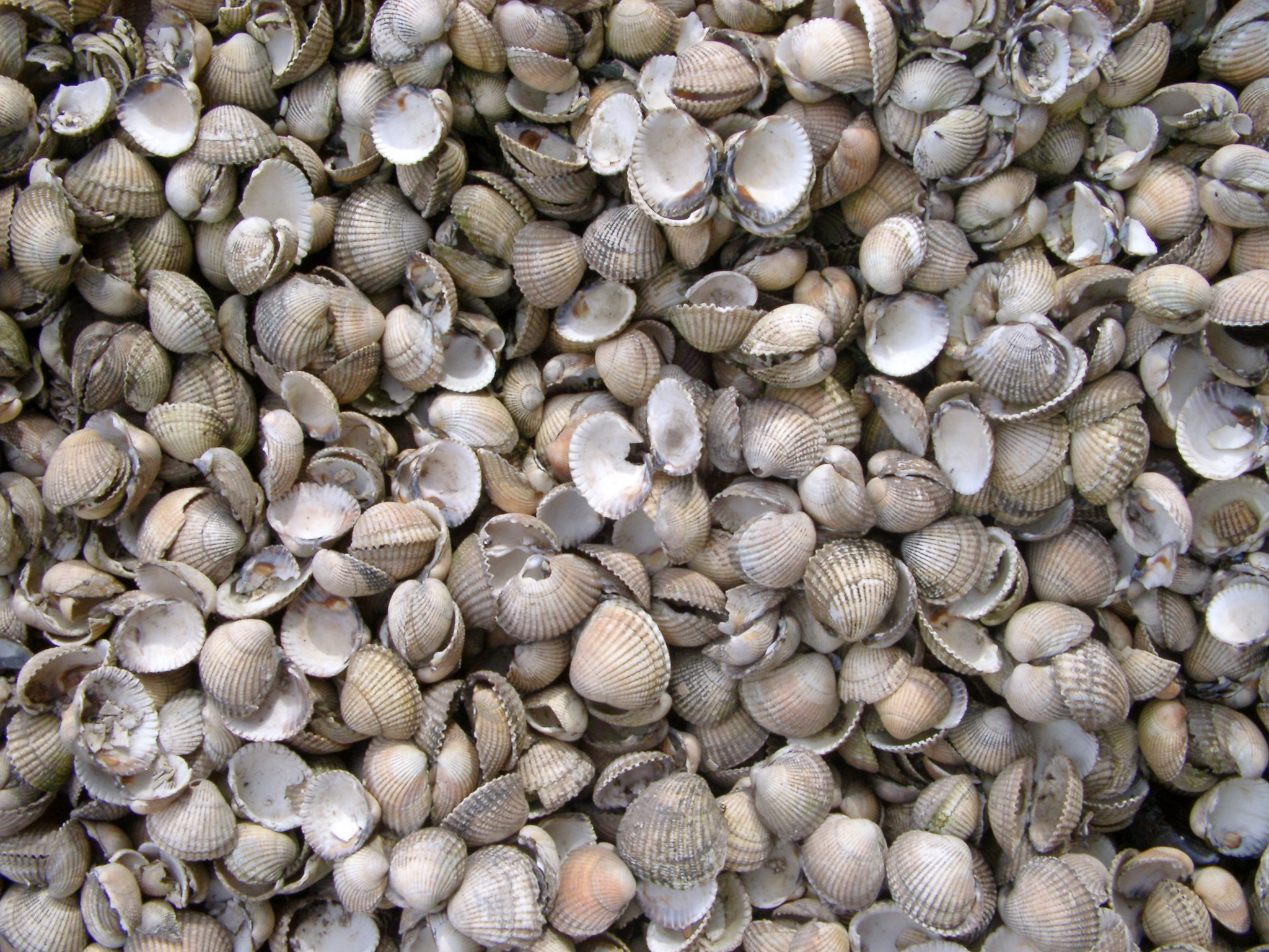 an image of Background texture of dried empty bivalve seashells lying in a random heap, overhead full frame view