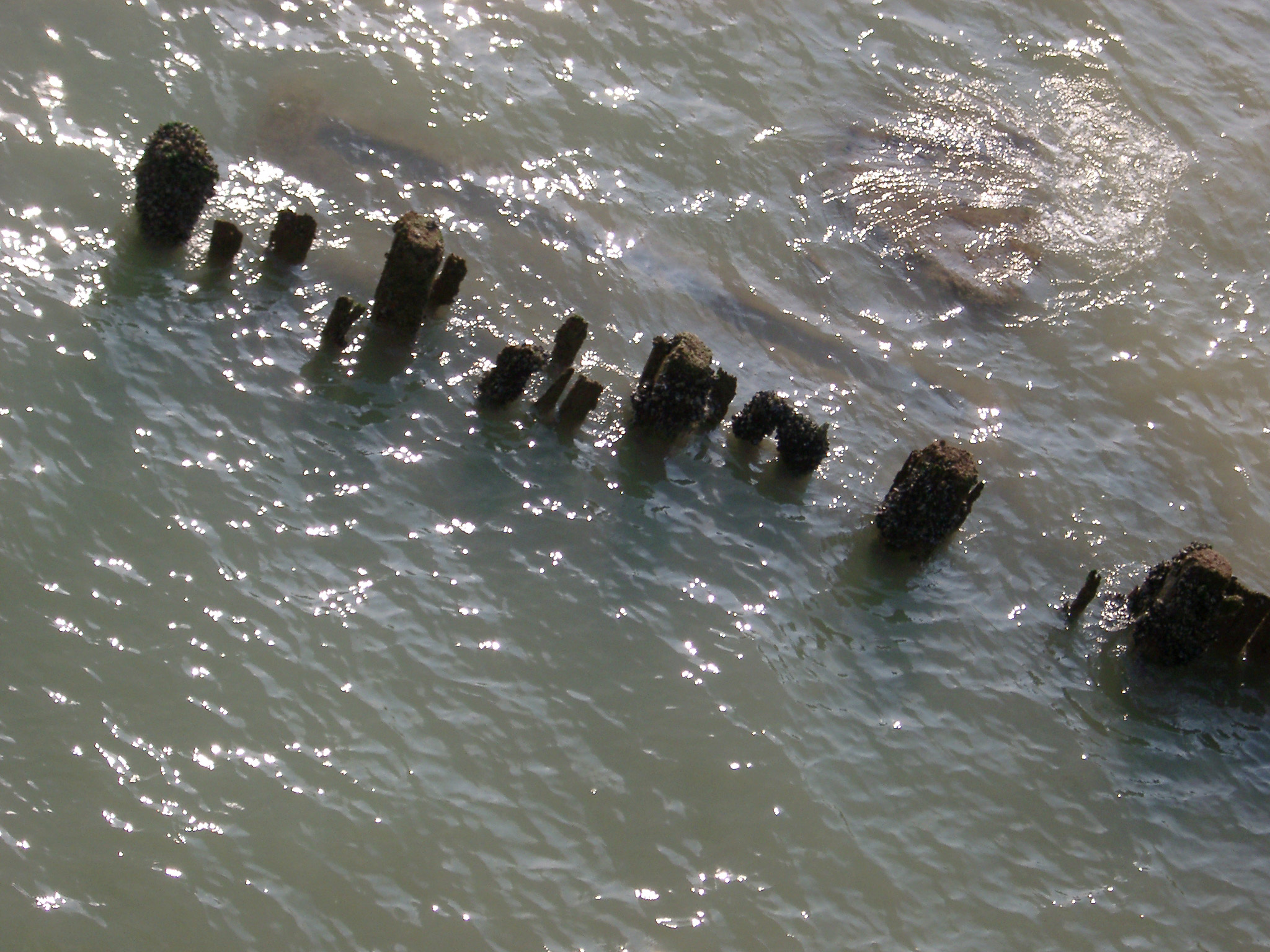 an image of Old Rotten Wooden Groynes on the Sea Water in Brighton, England