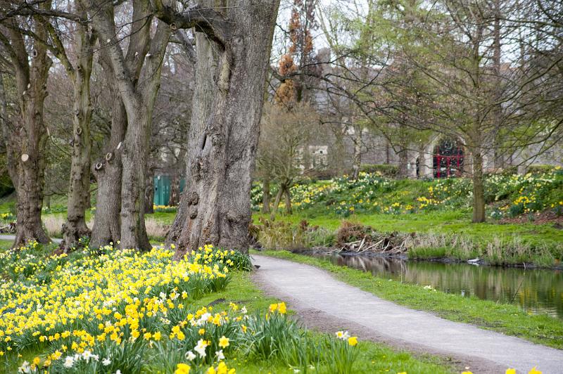 some of the ramins of the Glamorganshire Canal, near cardiff castle, lined with spring daffodils
