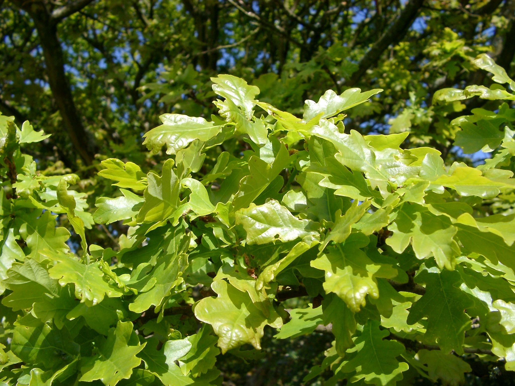 an image of leaves growing on a new forest oak tree