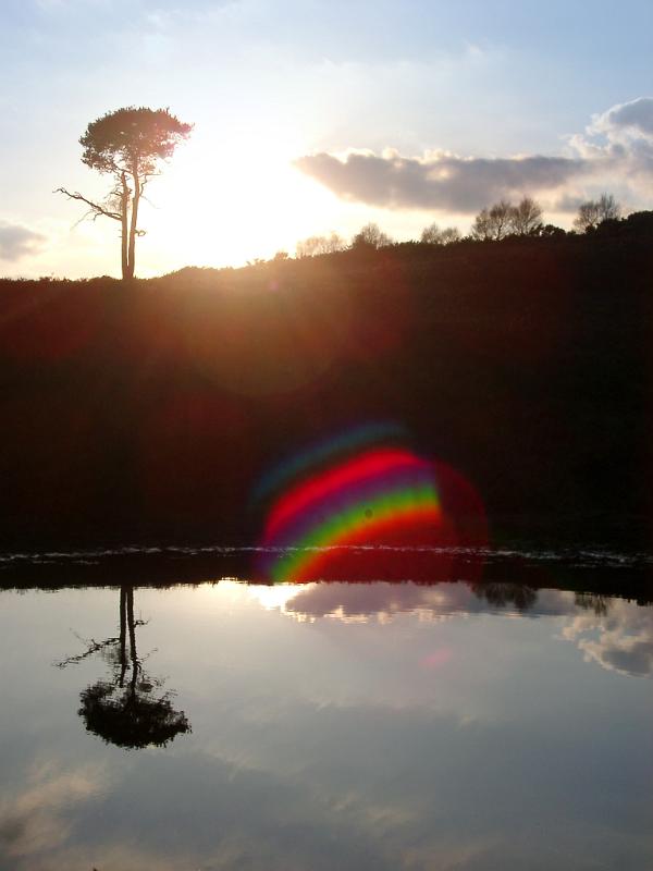 sunset reflection in a pool of water on the new forest downs