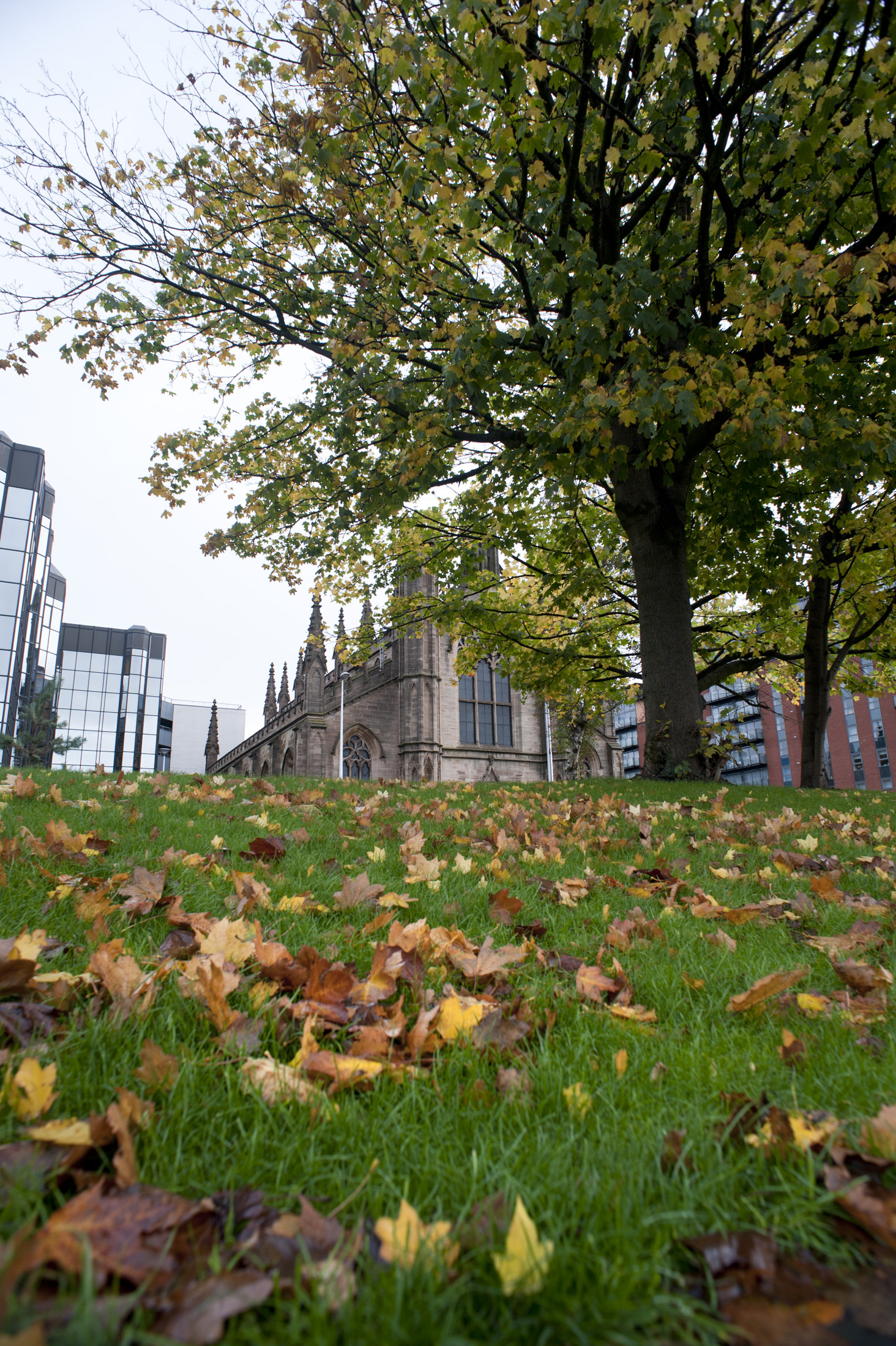 an image of View across a green lawn scattered with autumn leaves of St Andrews Cathedral in Glasgow on the skyline