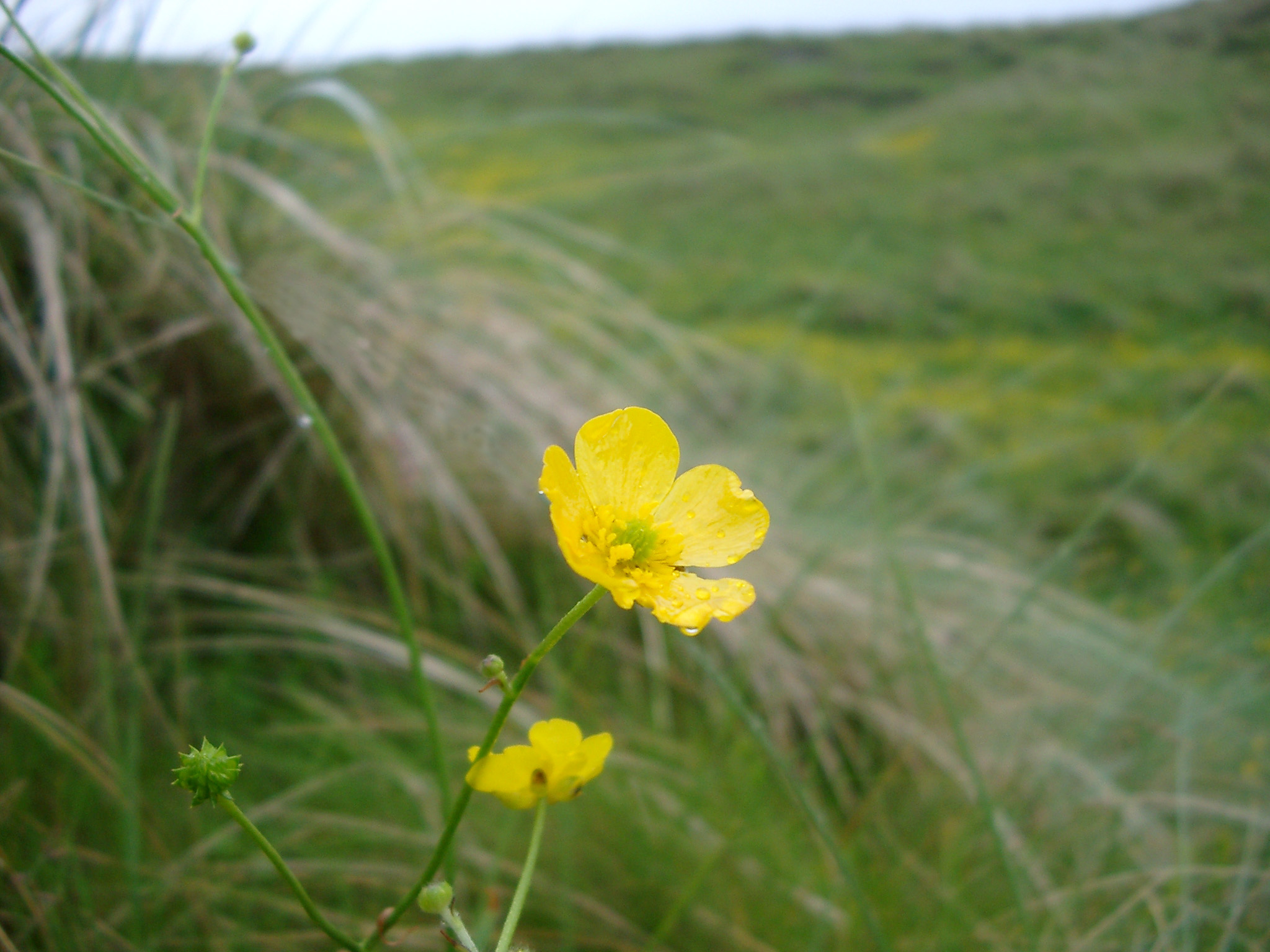an image of buttercup flower growing in a meadow