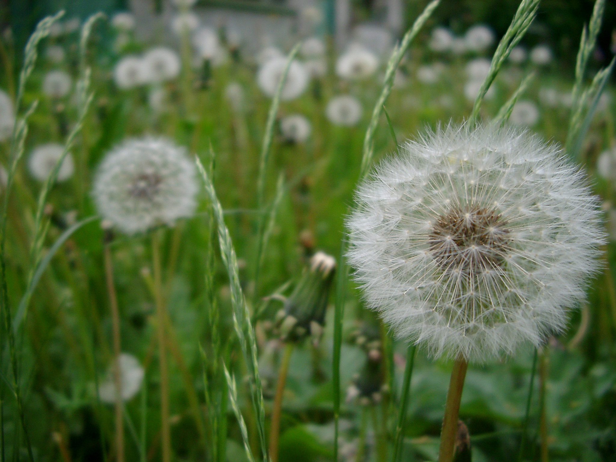 an image of dandilion seed heads in autumn