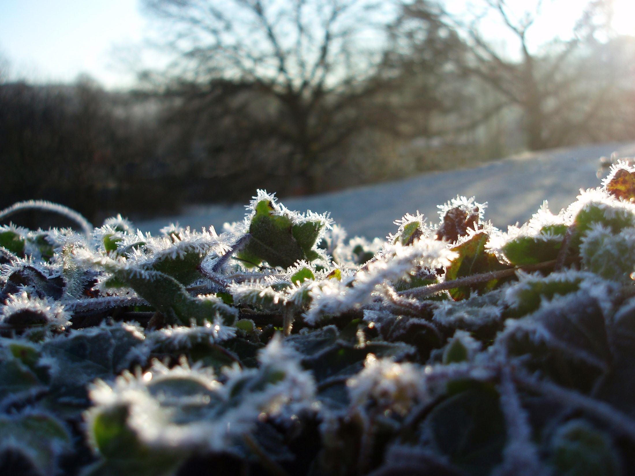 an image of a frosty winter morning with sun glinting on ice crystals in the countryside
