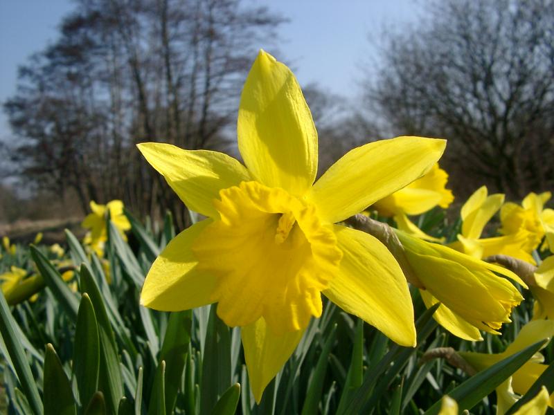 spring daffodil flowers