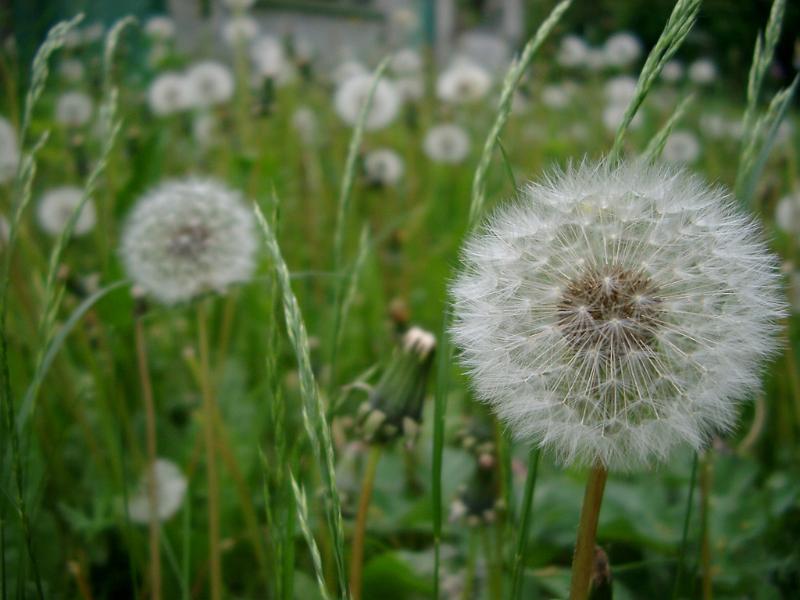dandilion seed heads in autumn