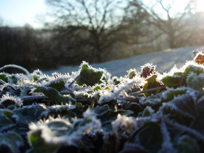 a frosty winter morning with sun glinting on ice crystals in the countryside