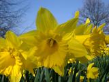 spring daffodil flowers in a cumbria woodland