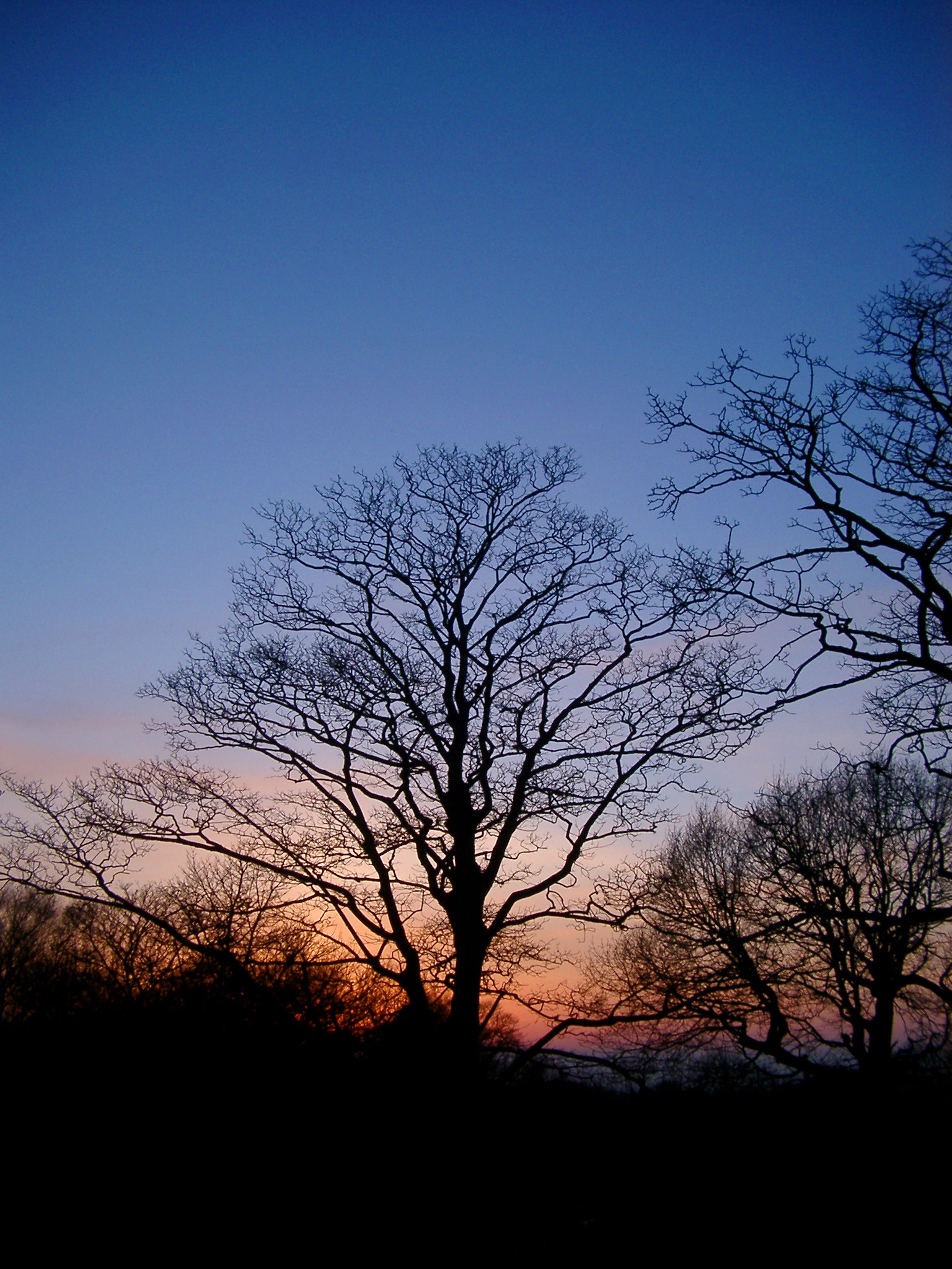 an image of Leafless deciduous trees silhouetted against a colorful orange sunset at twilight