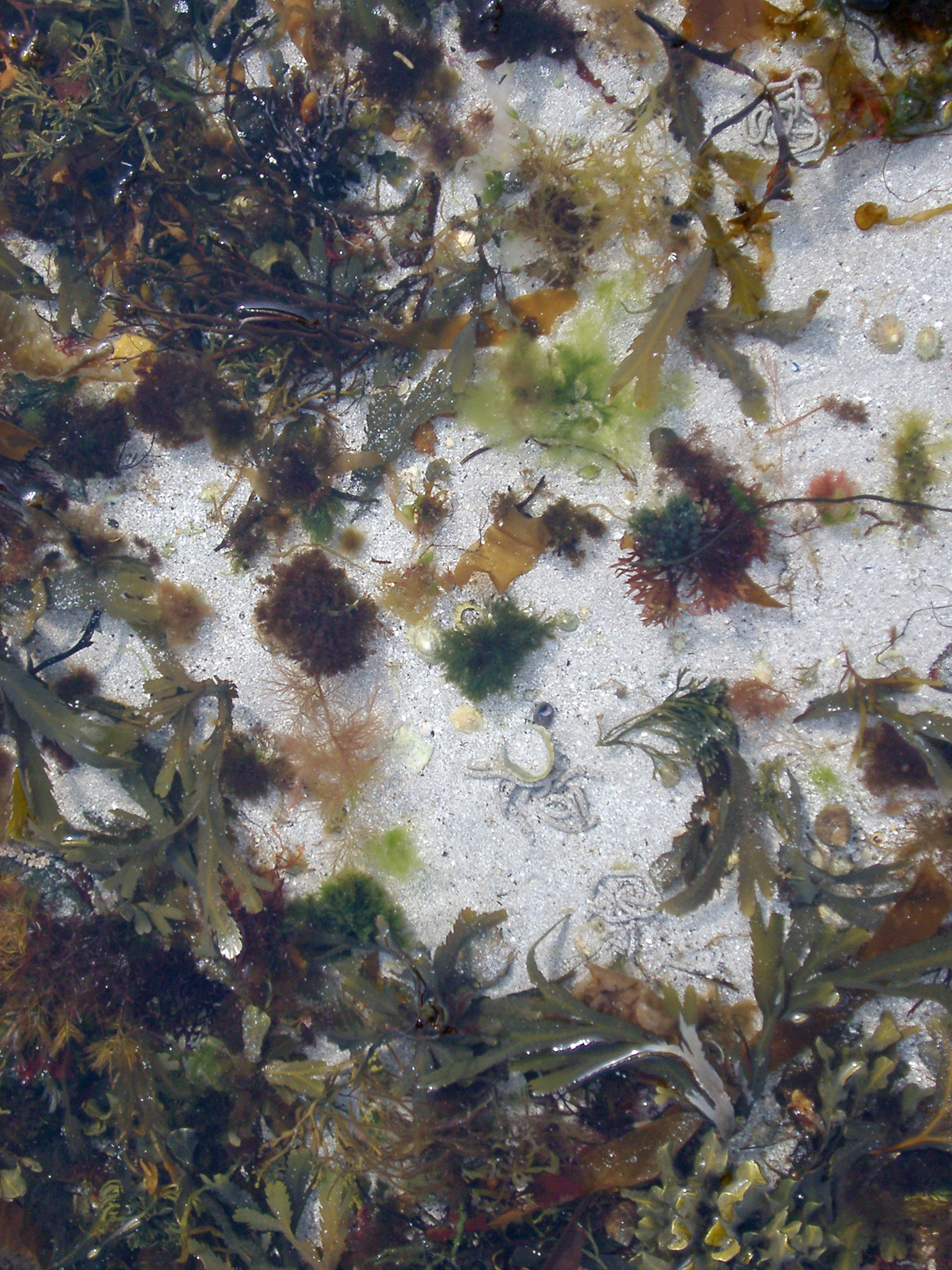 an image of Inter tidal marine coastal rock pool filled with an array of assorted seaweed on white beach sand on the seashore