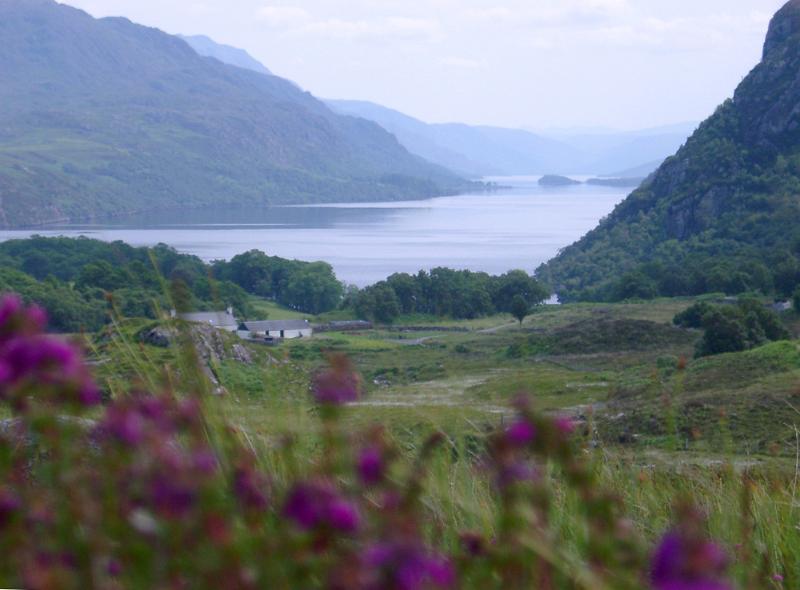Remote homestead on a Scottish loch bounded by rugged mountain peaks on a misty day with blooming heather in the foreground