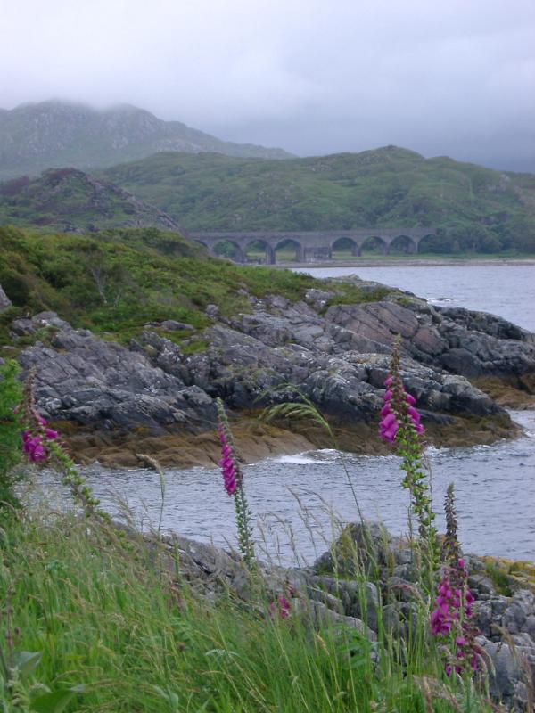 Colorful magenta foxgloves growing in grass above a rocky shoreline with an arched road bridge visible in the distance on a misty day