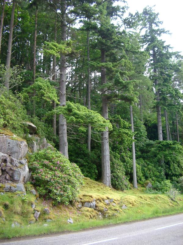 Tall Trees Along the Street Side in Scotland Tranquil Natural View with Tall Green Trees Along the road Side in Scotland