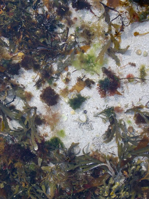 Inter tidal marine coastal rock pool filled with an array of assorted seaweed on white beach sand on the seashore