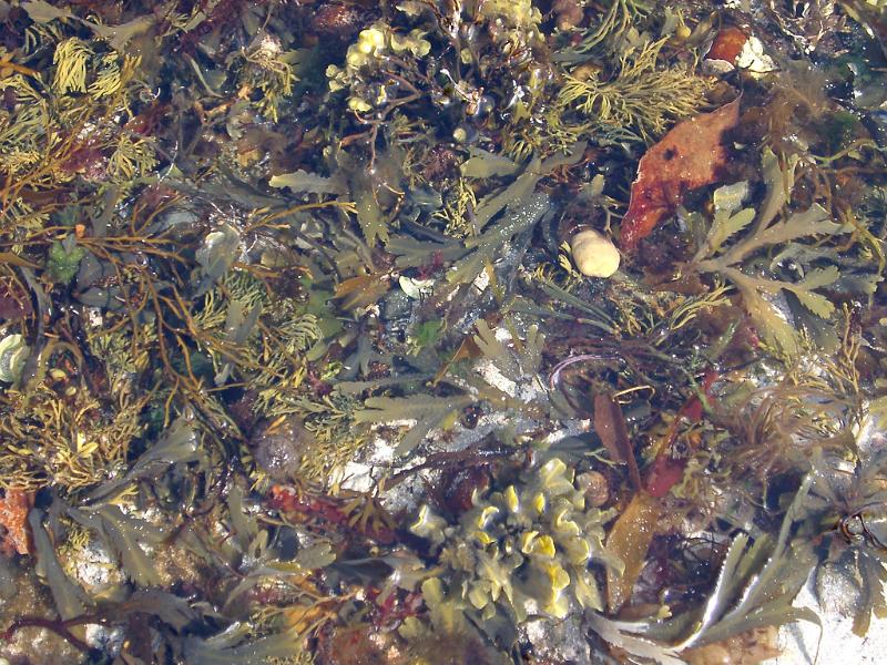 Rock pool with colorful seaweed Rock pool with colorful assorted seaweed and seashells in the intertidal zone on the seashore at low tide