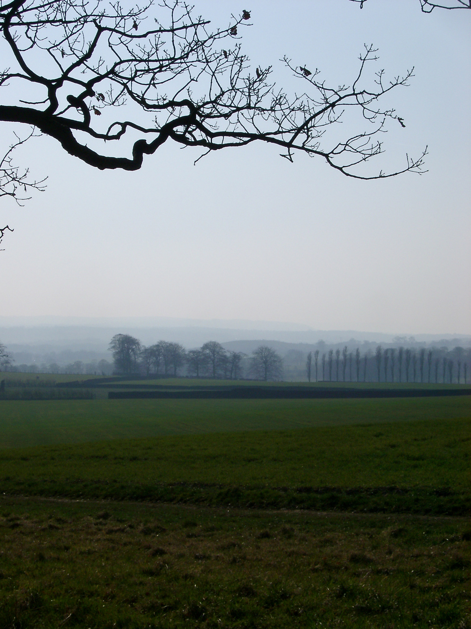 an image of Wide Field with Fresh Green Grasses on One Foggy Day. Captured with Leafless Dead Tree.