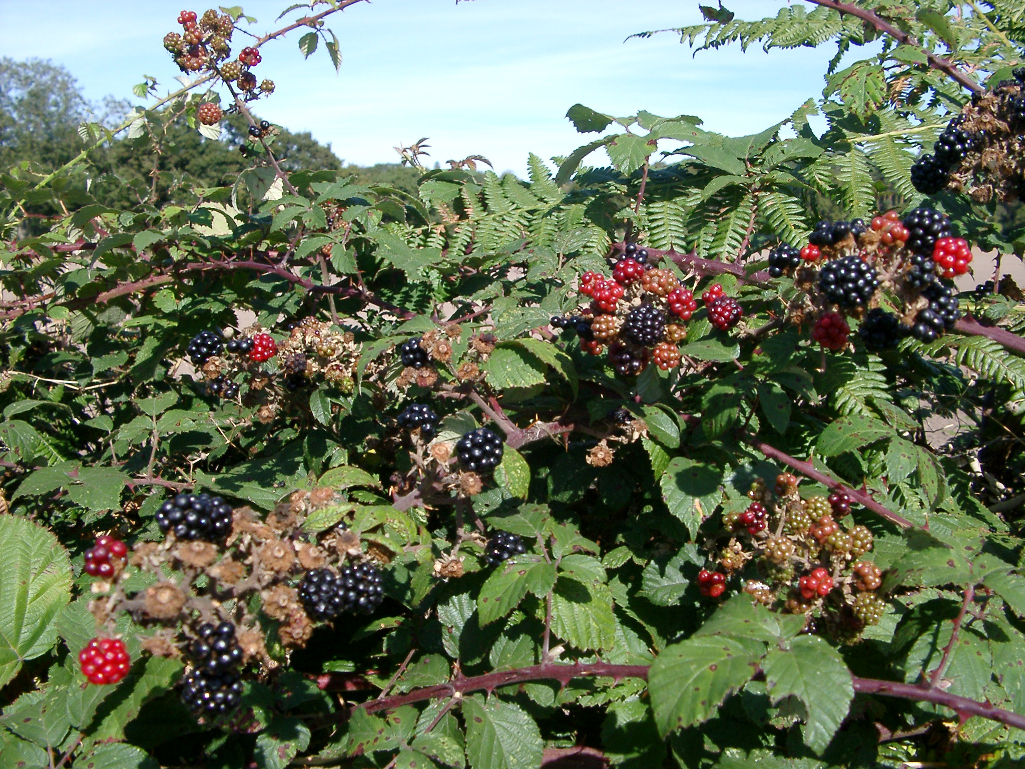 an image of Close up of a hedgerow in farmland with ferns and blackberry canes covered in ripe blackberries and ripening red berries, close up detail of the fruit