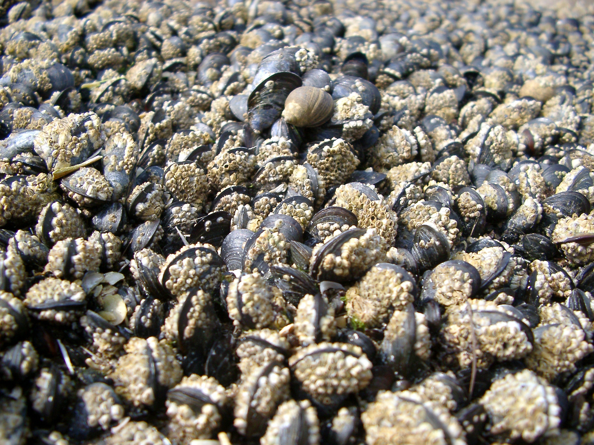 an image of Background texture of opened cockle shells in a rock pool with a sea snail or gastropod on top