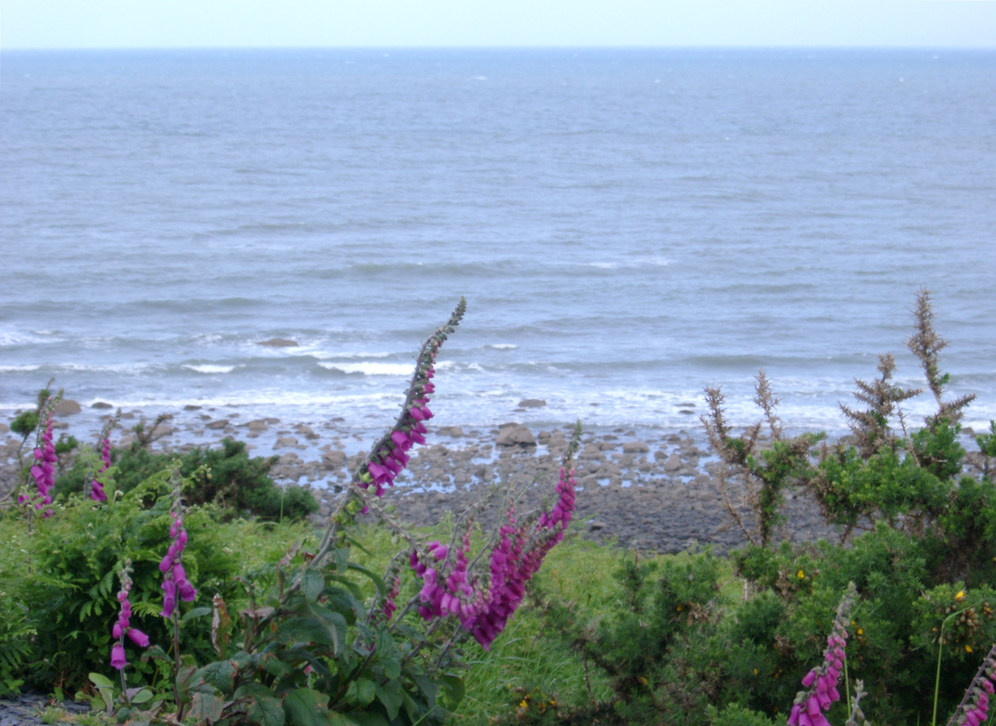 an image of Colorful purple foxgloves growing on the coast on a cliff top overlooking the beach and calm sea