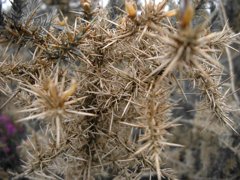 Tangled mass of prickly thrones Tangled mass of prickly thrones or briars with their thorny spines, close up background view
