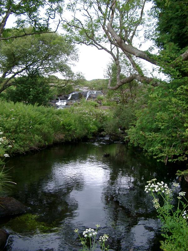 Tranquil pool surrounded by wildflowers reflecting the overhanging trees in lush green countryside in a scenic landscape