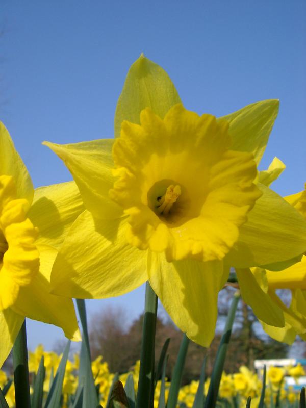 Close up beautiful and fresh yellow daffodil flower plant at the garden on light blue sky background.