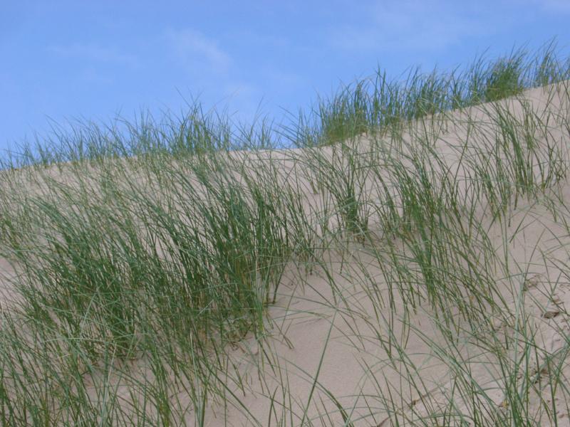 Coastal grasses growing on sand dunes Coastal grasses growing on sand dunes helping to anchor them against the erosion of the wind and forming a unique habitat