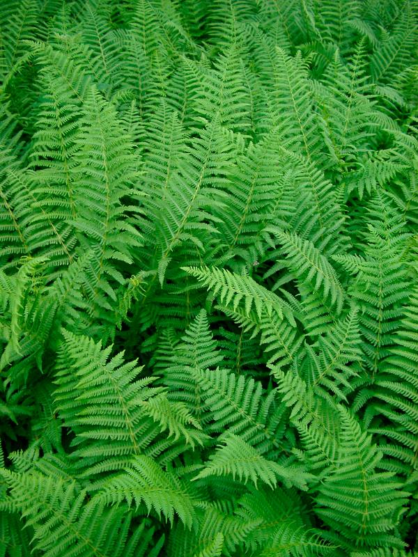 Background texture of lush green bracken Background texture and natural pattern of lush green bracken leaves or fronds , full frame