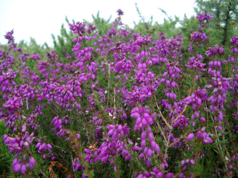 Flowering bush of magenta or purple heather or heath with its delicate bell-shaped flowers growing outdoors in the Scottish countryside
