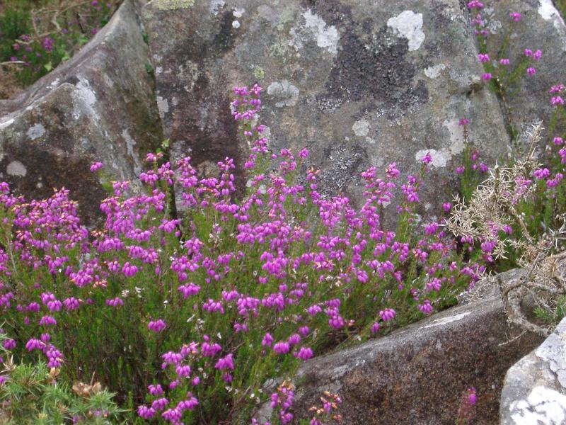Colorful purple summer heather blooming in a crevasse in lichen covered rocks, close up view