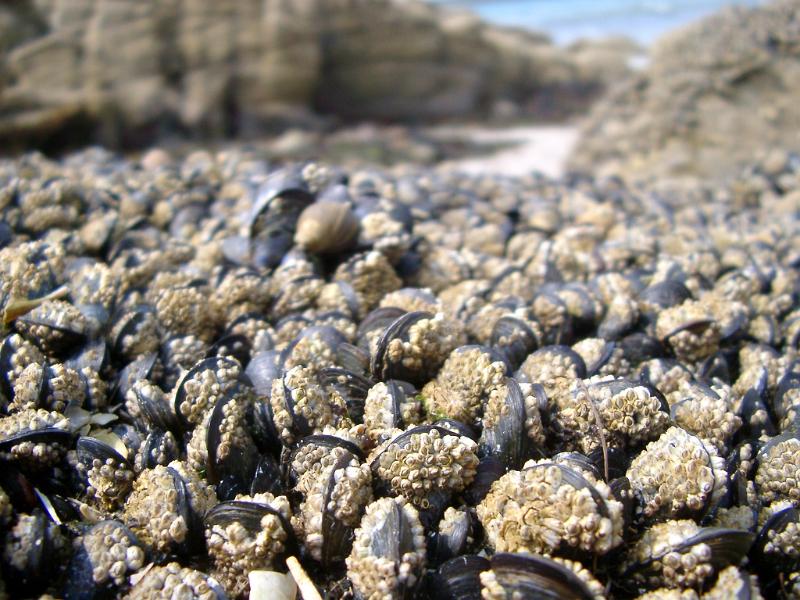 Sealife Background texture of assorted sealife with cockles, whelks, and crustaceans washed up on a rocky seashore on a sunny day