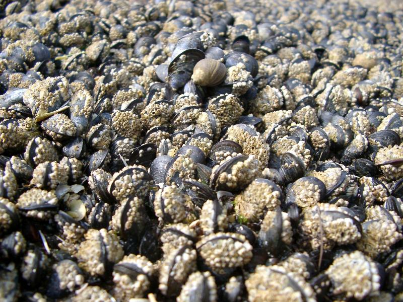 Background texture of opened cockle shells in a rock pool with a sea snail or gastropod on top