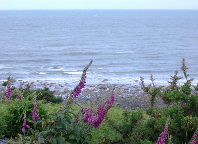 Colorful purple foxgloves growing on the coast Colorful purple foxgloves growing on the coast on a cliff top overlooking the beach and calm sea
