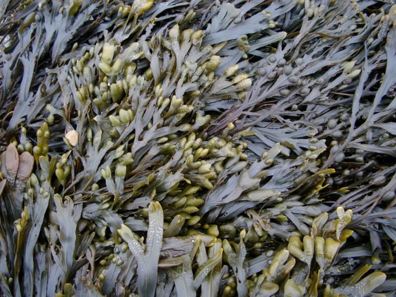Seaweed background texture Seaweed background texture with green fronds in the intertidal region of a marine seashore, full frame view