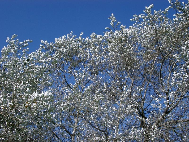 View looking up at the pretty silvery leaves of silver birch trees against a clear sunny blue sky in a nature background