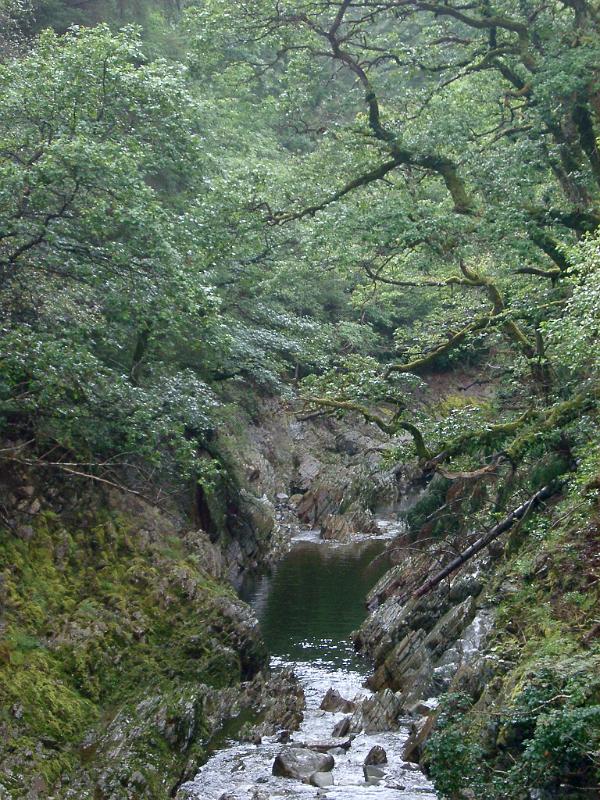 Stream flowing through a gorge in a mountain valley in Wales bordered by mature lush green woodland