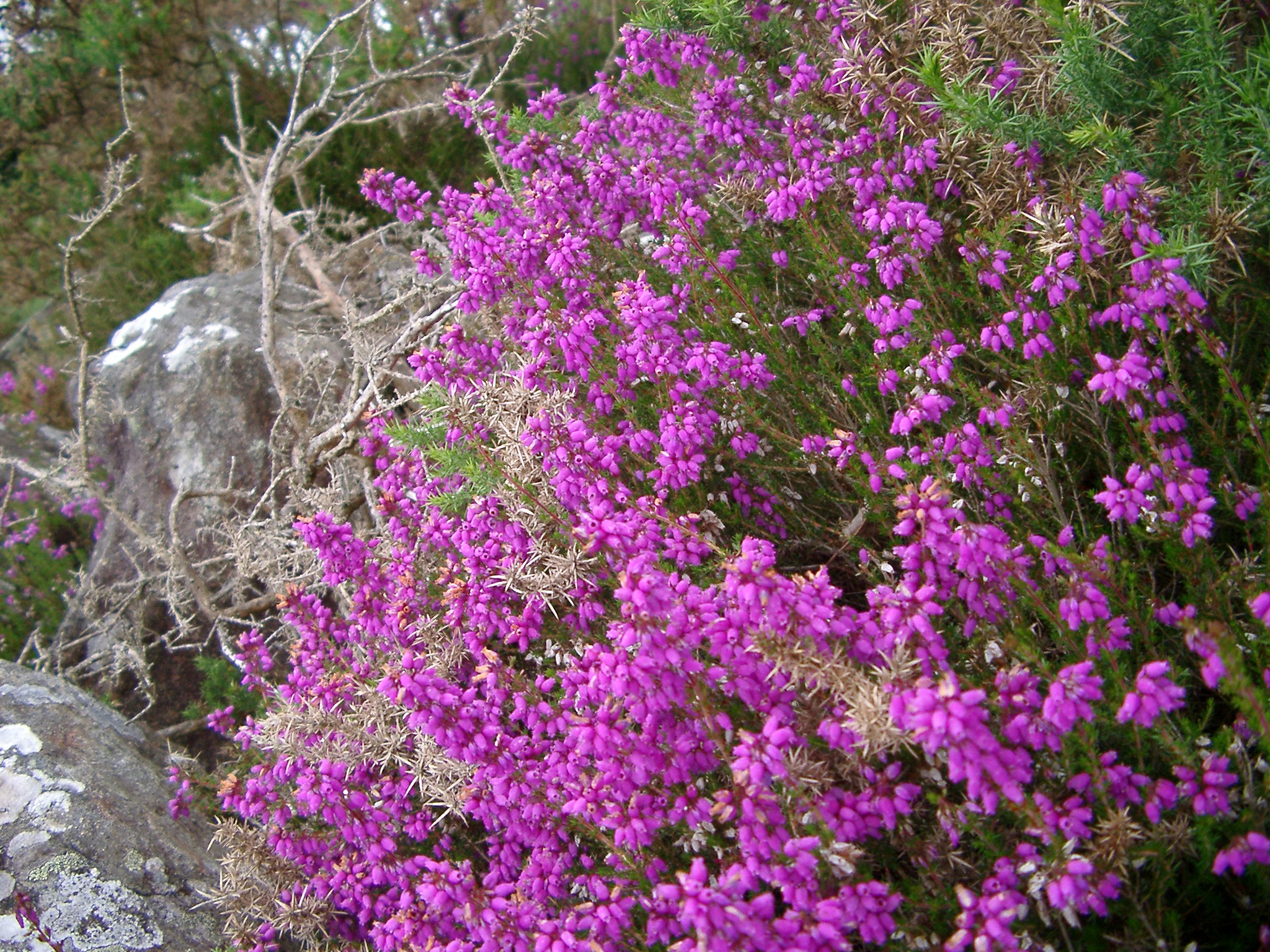 Free Stock photo of Colorful bush of magenta heather | Photoeverywhere