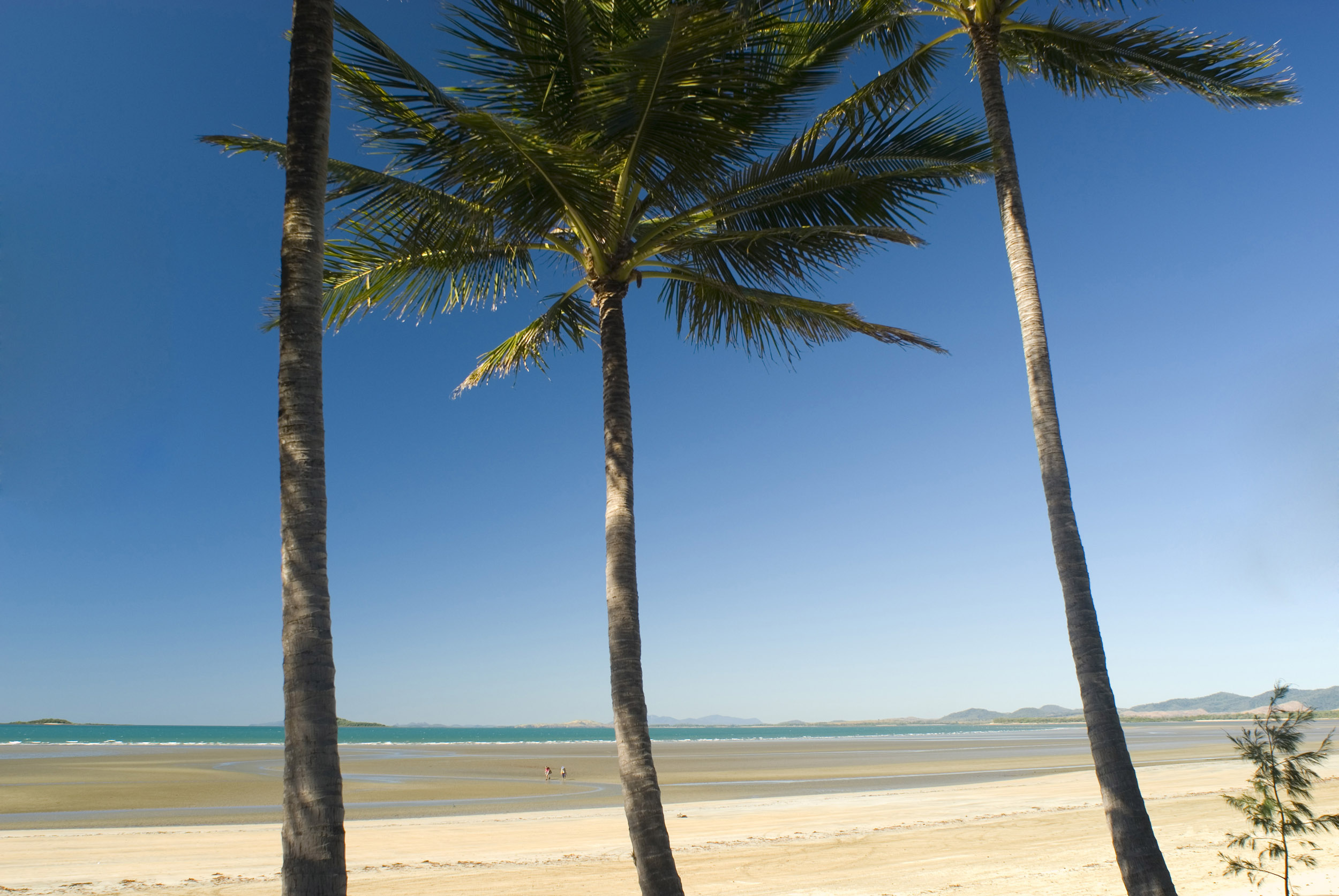 an image of Three palm trees under a clear, blue summer day on an empty tropical beach in northern Australia.