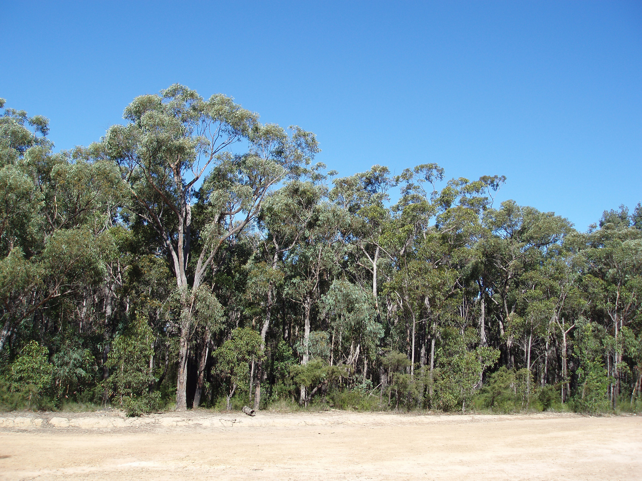 an image of Tall Green Trees and Grasses at the Bush in Australia on Light Blue Sky