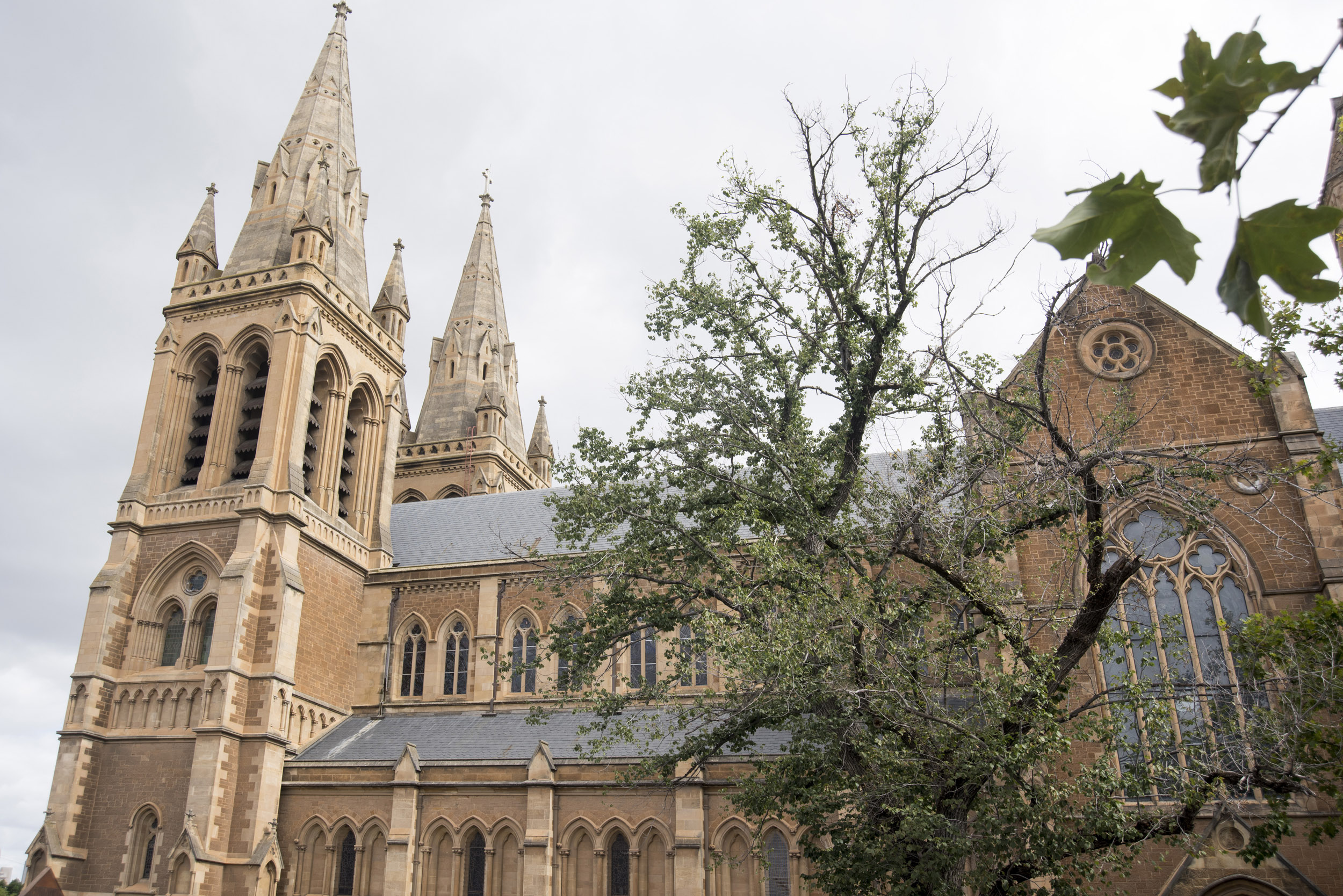 an image of Facade of the historic Anglican St Peters Cathedral, Adelaide, Australia a prominent landmark in the city with many design similarities to Notre Dame in Paris
